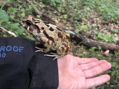 Sclerophrys pardalis