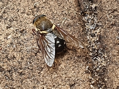 Triclista singularis