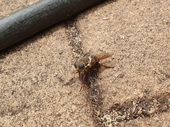 Triclista singularis