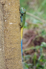Acanthocercus ugandaensis
