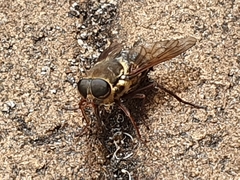 Triclista singularis