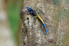 Acanthocercus ugandaensis