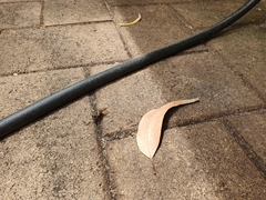 Triclista singularis