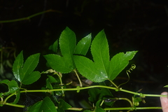 Passiflora mixta eriantha
