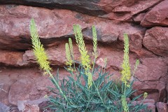 Stanleya pinnata pinnata