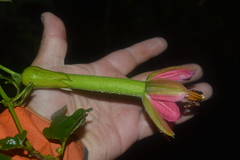 Passiflora mixta eriantha