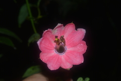 Passiflora mixta eriantha