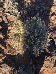 Chrysothamnus viscidiflorus puberulus