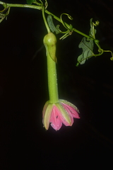 Passiflora mixta eriantha