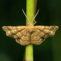 Emmiltis pygmaearia