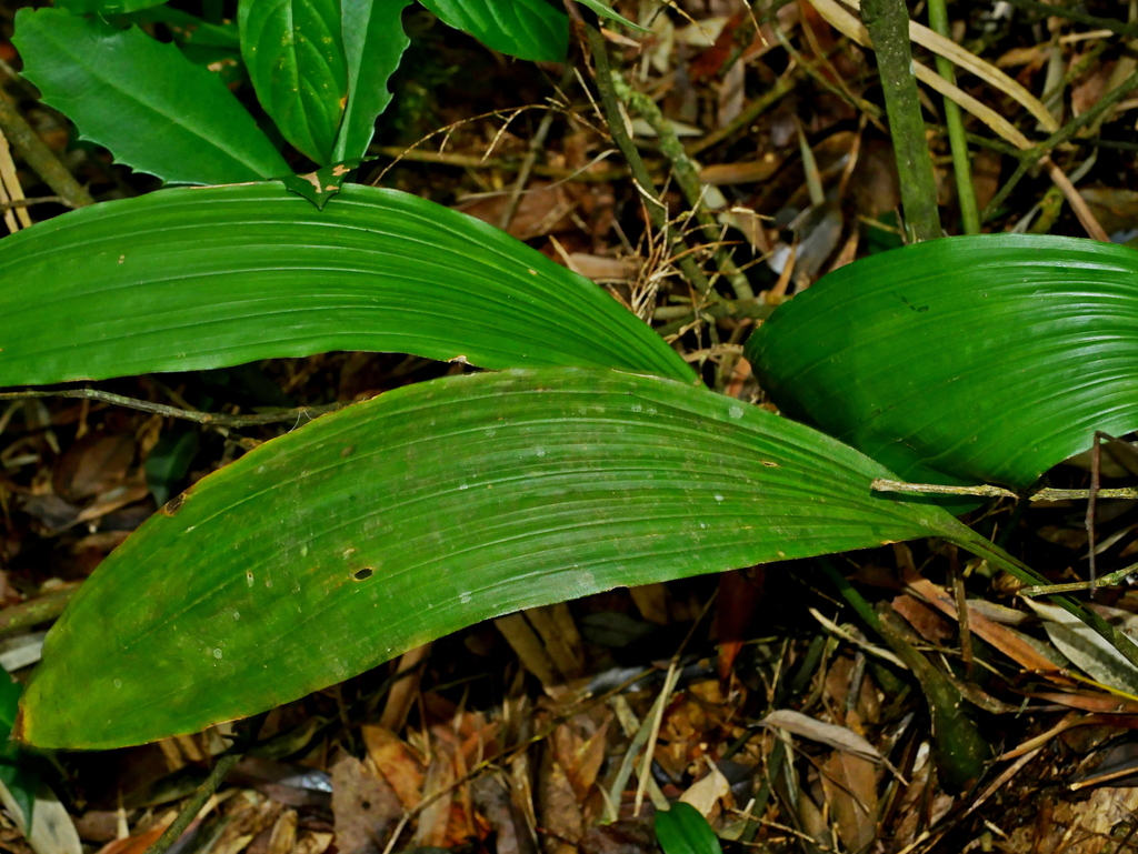 Chrysoglossum ornatum