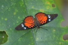 Pseudacraea dolomena