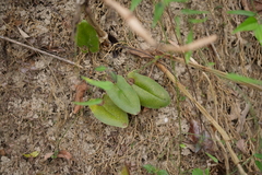 Mickelopteris cordata