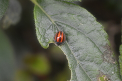 Toxotoma monovittata