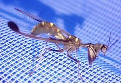 Pseudoclimaciella