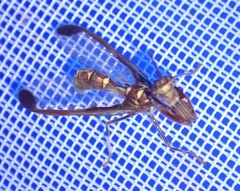 Pseudoclimaciella