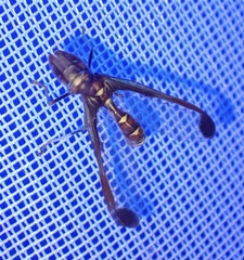 Pseudoclimaciella