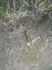 Micrurus pyrrhocryptus