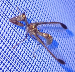 Pseudoclimaciella