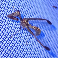 Pseudoclimaciella