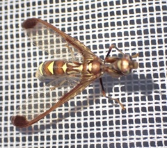 Pseudoclimaciella