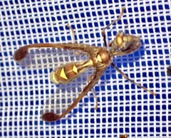 Pseudoclimaciella