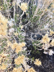 Chrysothamnus viscidiflorus puberulus