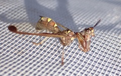 Pseudoclimaciella
