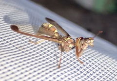 Pseudoclimaciella