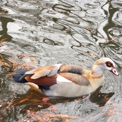 Alopochen aegyptiaca