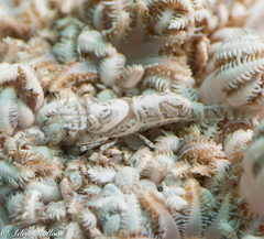 Hippolyte commensalis