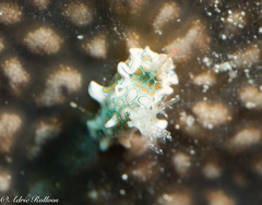 Sagaminopteron psychedelicum