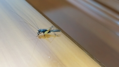 Trigonidium cicindeloides