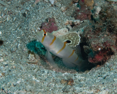 Amblyeleotris randalli