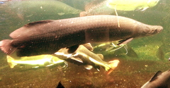 Arapaima gigas