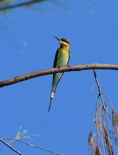 Blue-tailed Bee-eater (Merops philippinus), photo 6