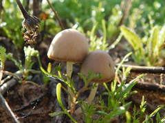 Conocybe siliginea