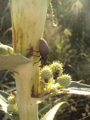 Heilipodus scabripennis