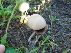 Conocybe siliginea