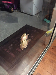 Osteopilus septentrionalis