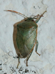 Acrosternum rubescens