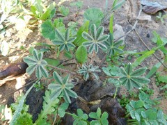 Lupinus palaestinus