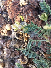 Astragalus iodanthus