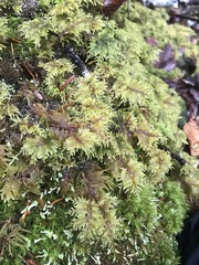 Hylocomium splendens image