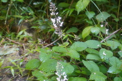 Plectranthus grallatus
