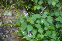Plectranthus grallatus