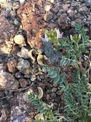 Astragalus iodanthus