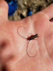 Sphaenothecus bilineatus