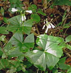 Oxalis triangularis