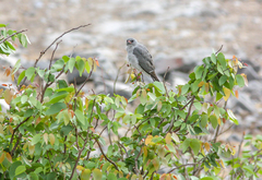 Micronisus gabar gabar